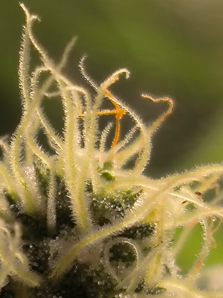 Growreport Bild 6