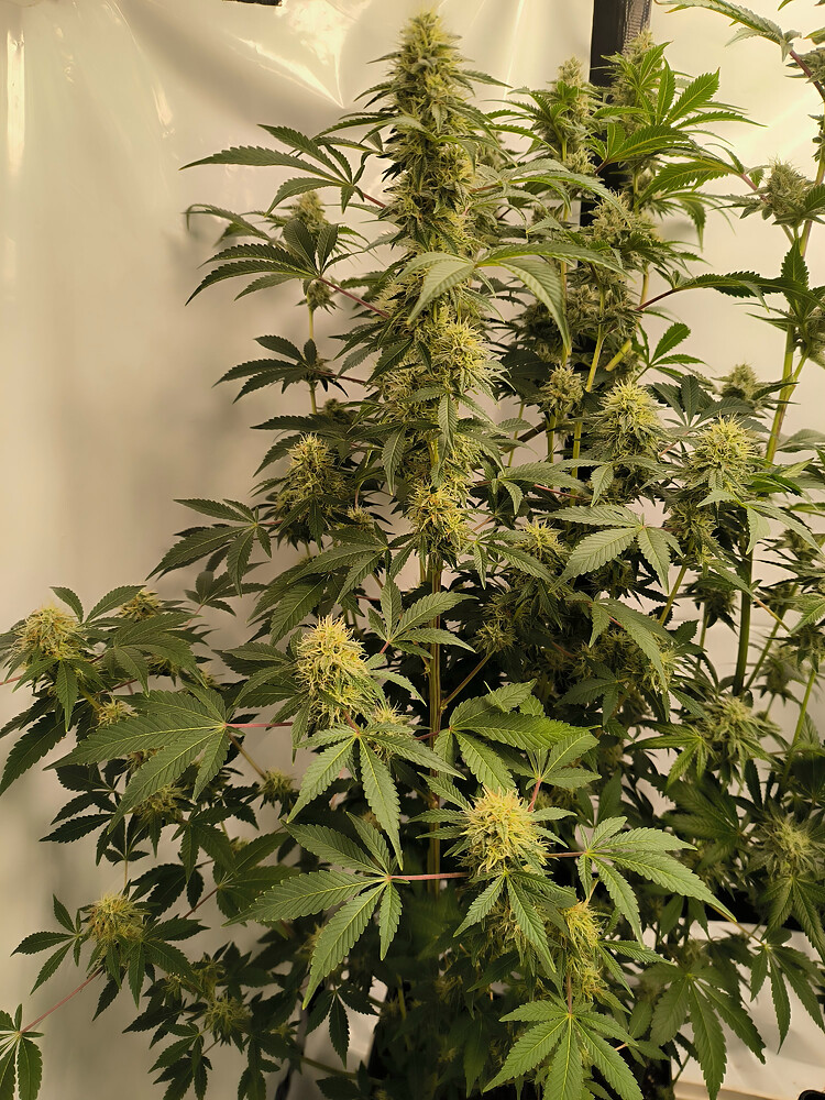 Growreport Bild 12