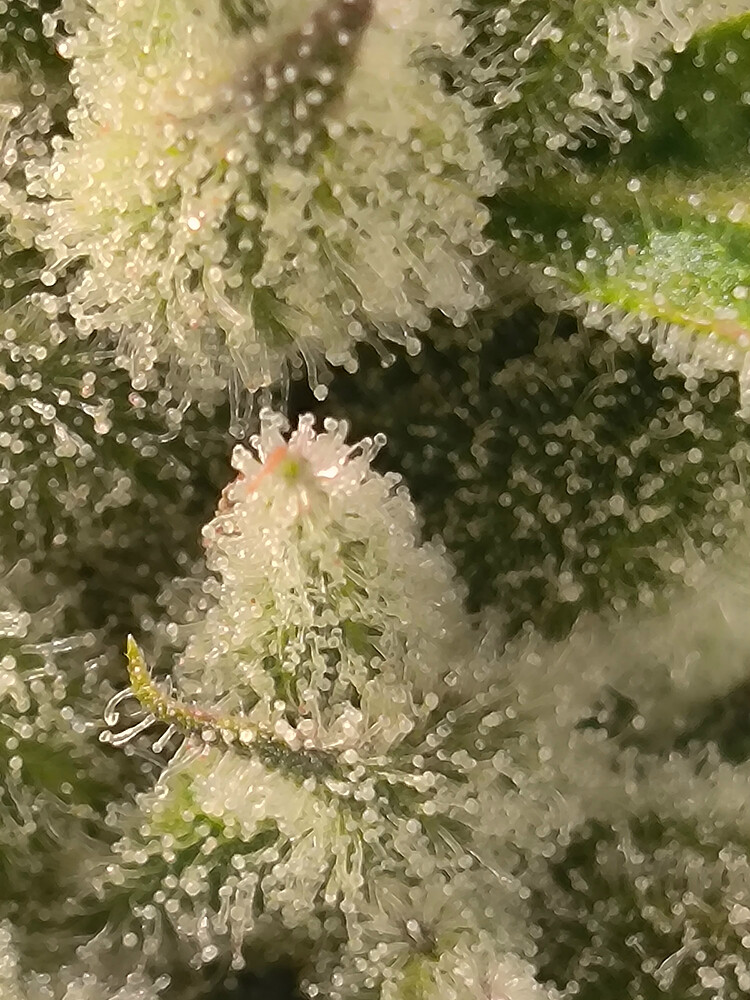 Growreport Bild 1