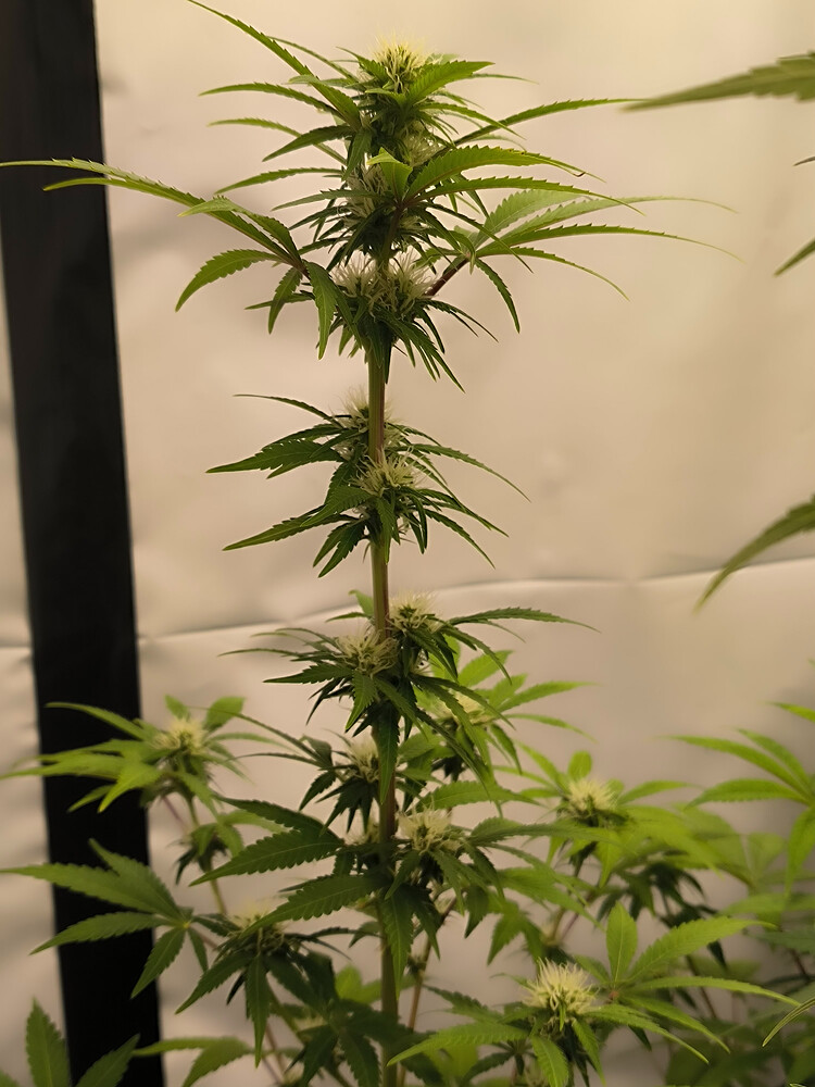 Growreport Bild 71