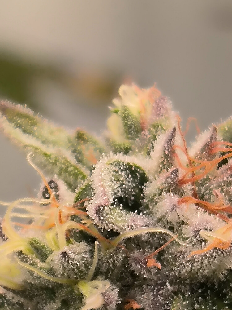 Growreport Bild 10
