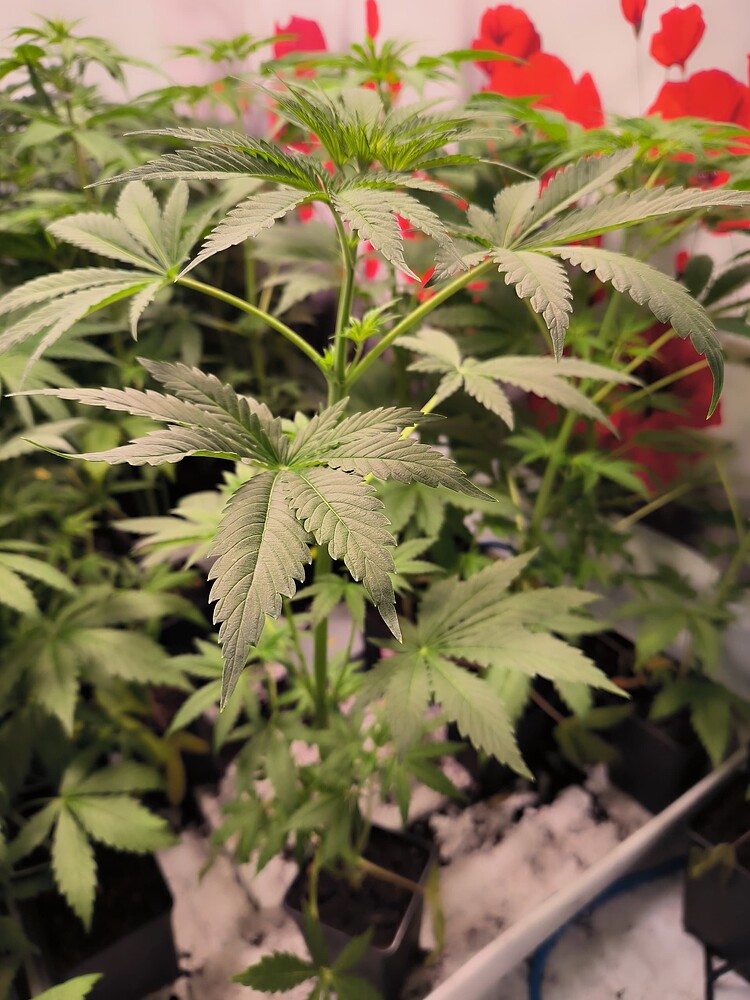 Mehrere junge Cannabis-Pflanzen in kleinen Töpfen, die sich in der Wachstumsphase befinden. Der Fokus liegt auf einer Pflanze in der Mitte, die sich gut entwickelt hat.
