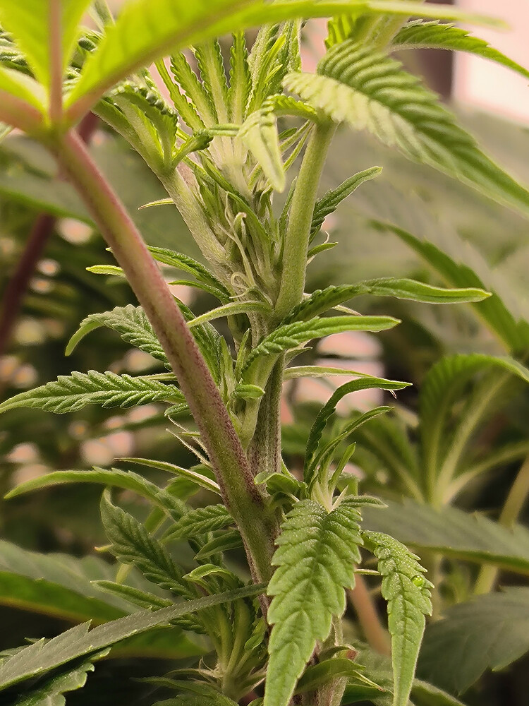 Growreport Bild 2