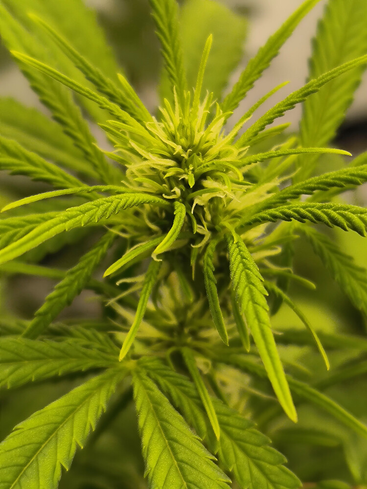 Growreport Bild 61