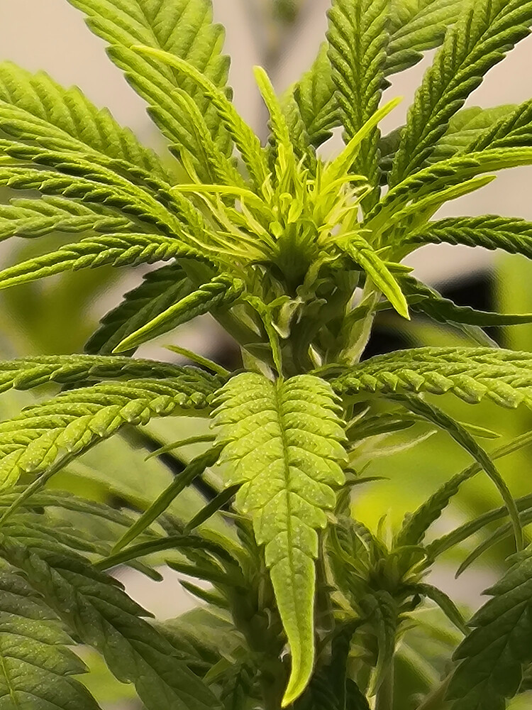 Growreport Bild 47