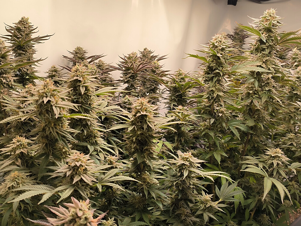 Growreport Bild 1