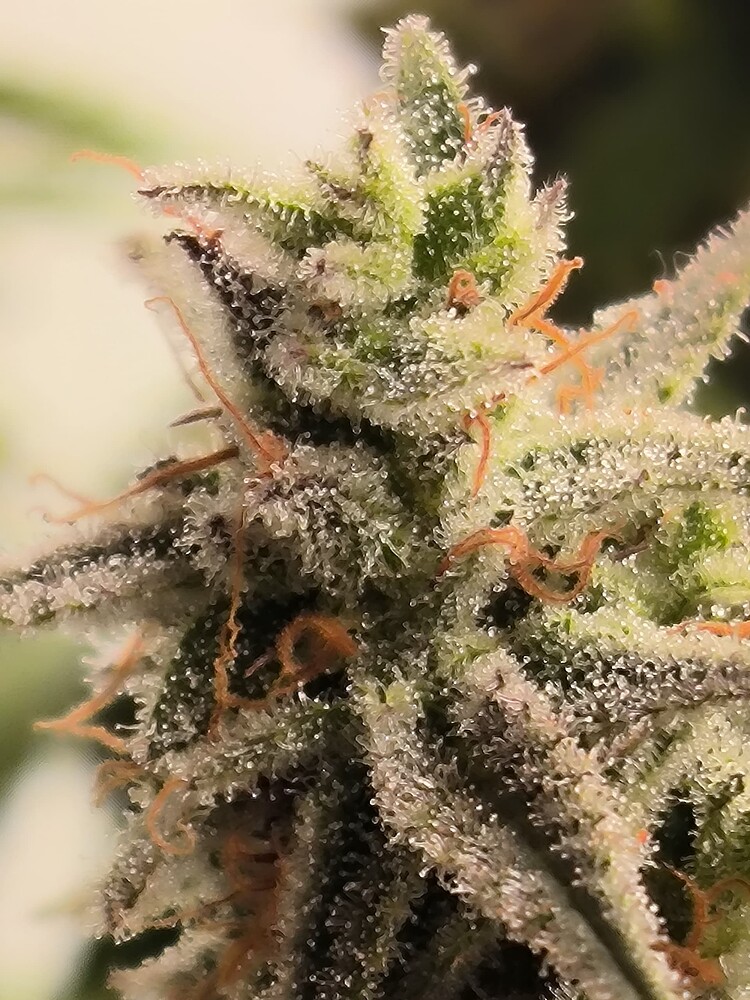 Growreport Bild 15