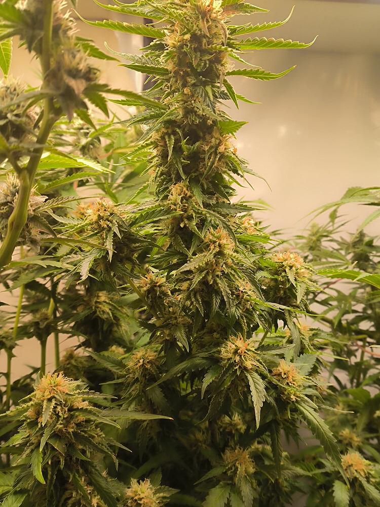 Growreport Bild 13