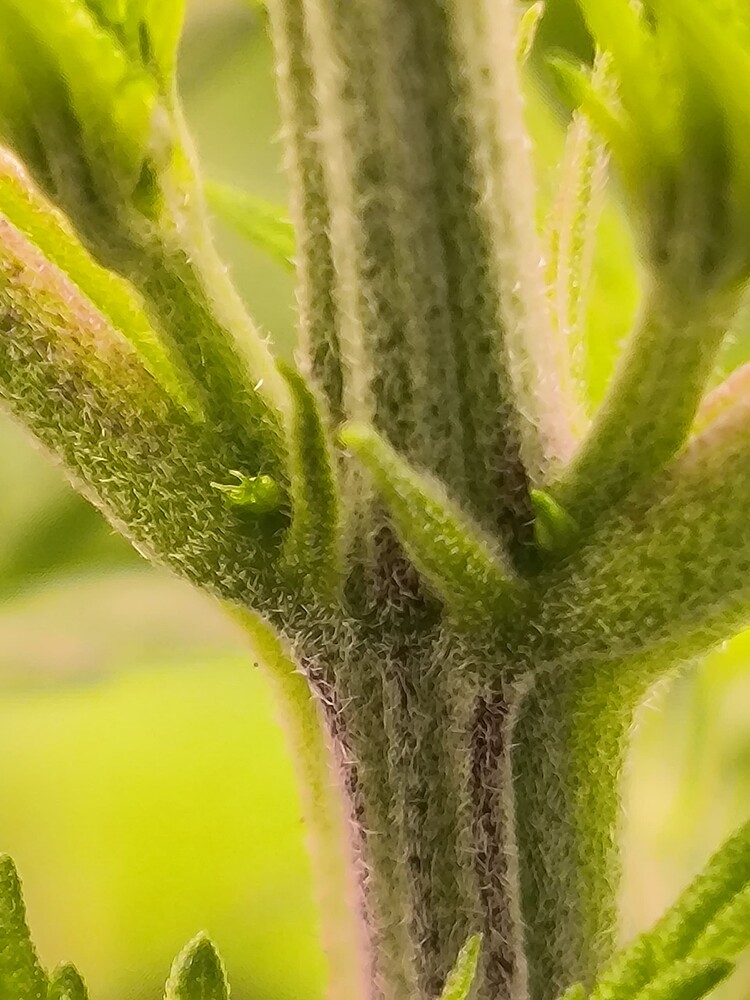 Nahaufnahme eines Cannabis-Stamms mit beginnenden Blütenansätzen, die sich an den Knotenpunkten bilden.