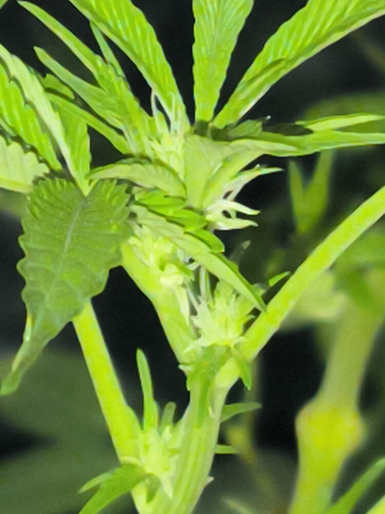 Growreport Bild 6