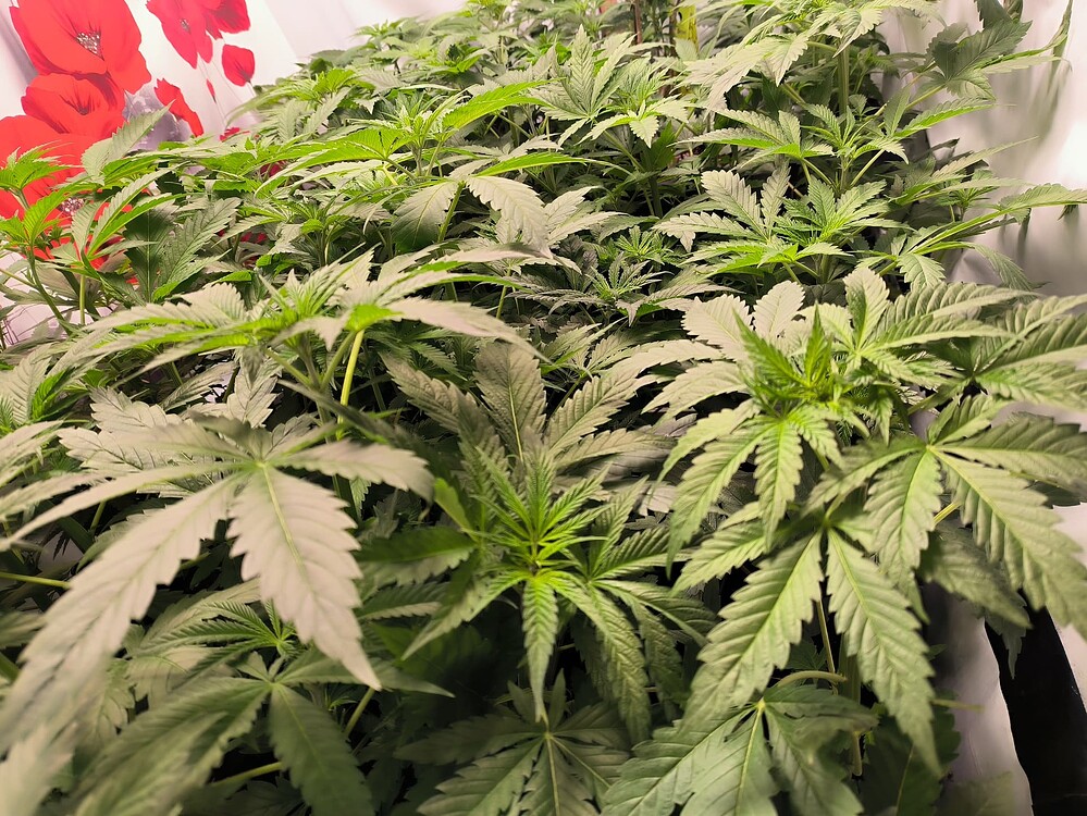 Viele junge Cannabis-Pflanzen in der Wachstumsphase, dicht beieinander stehend. Die Blätter sind groß und grün, und die Pflanzen zeigen Anzeichen von gesundem Wachstum. Im Hintergrund ist eine Wand mit einem roten Blumenmuster zu sehen.