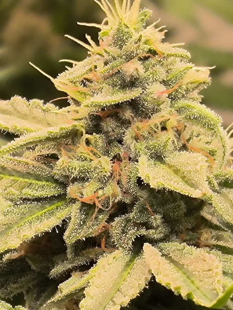 Growreport Bild 4