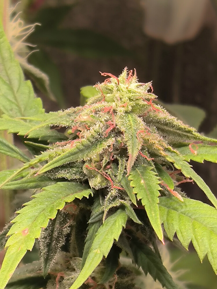 Growreport Bild 8