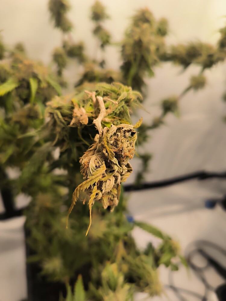 Growreport Bild 7