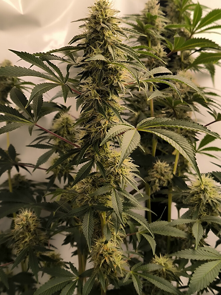 Growreport Bild 14