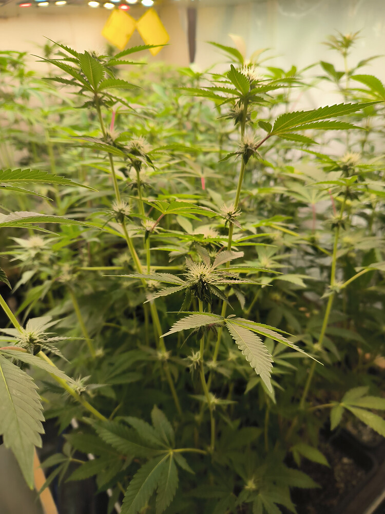 Growreport Bild 6