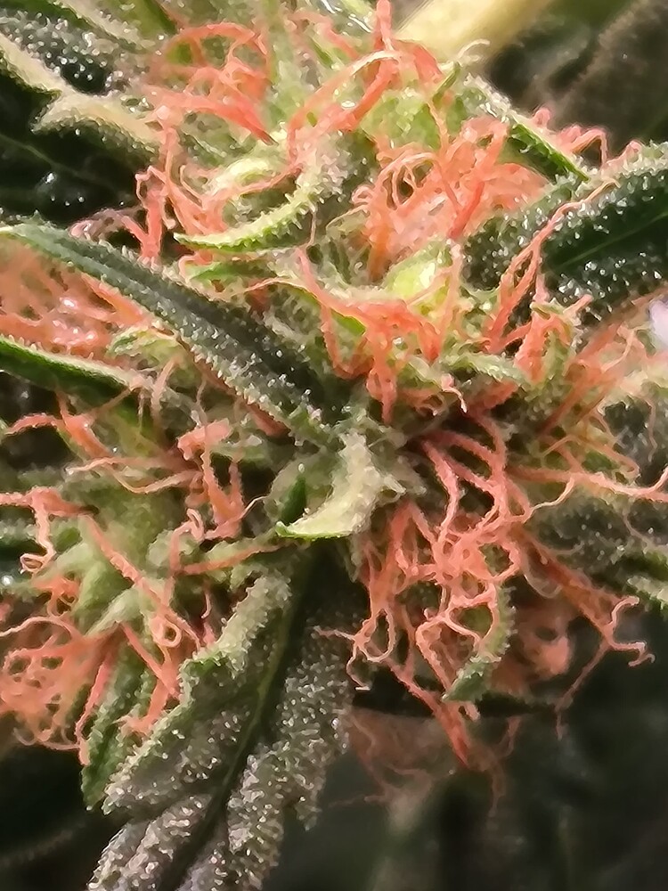 Nahaufnahme eines Cannabis-Buds mit vielen orangefarbenen Stigmen und Trichomen.