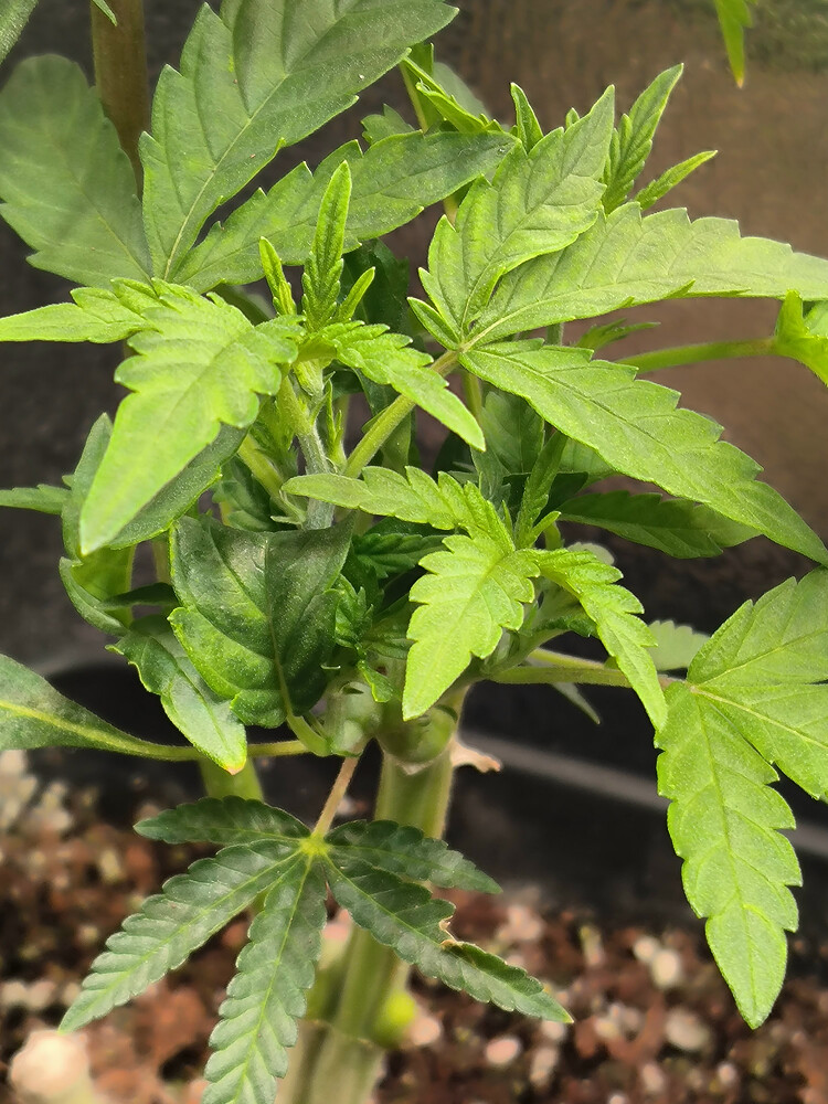 Growreport Bild 52