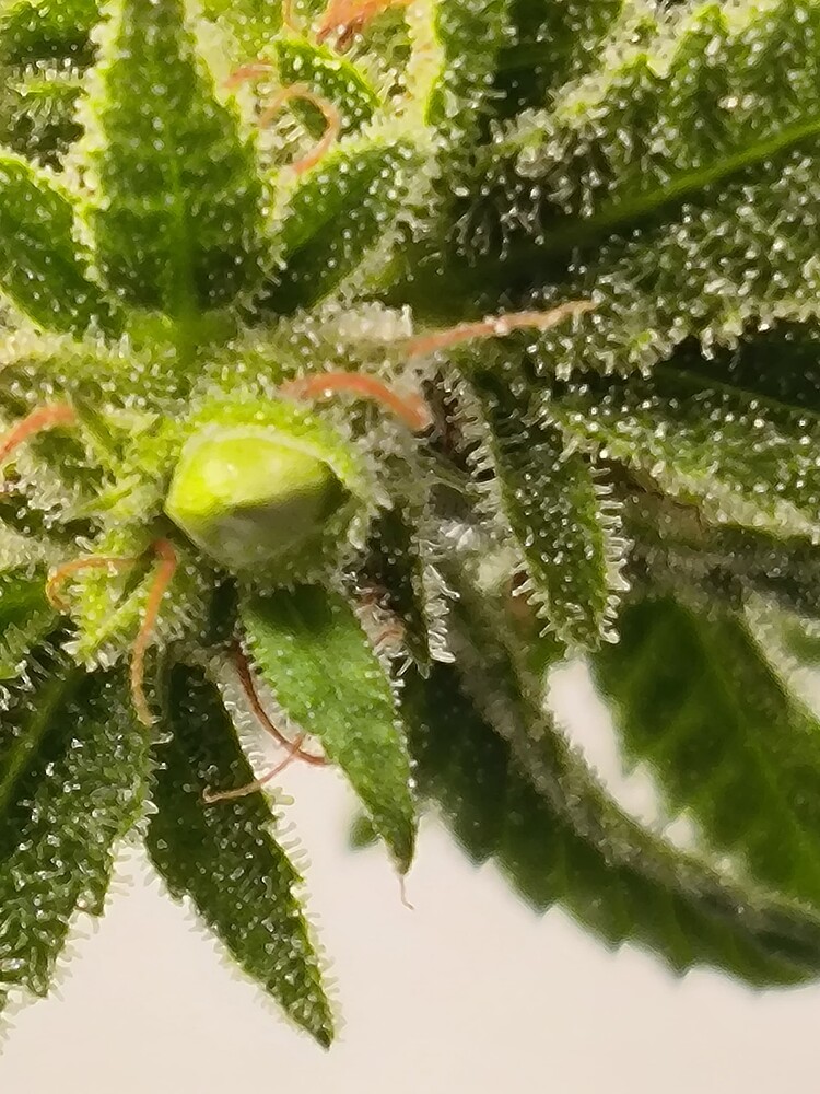 Nahaufnahme eines Cannabis-Buds mit Trichomen und Pistillen in der Wachstumsphase.