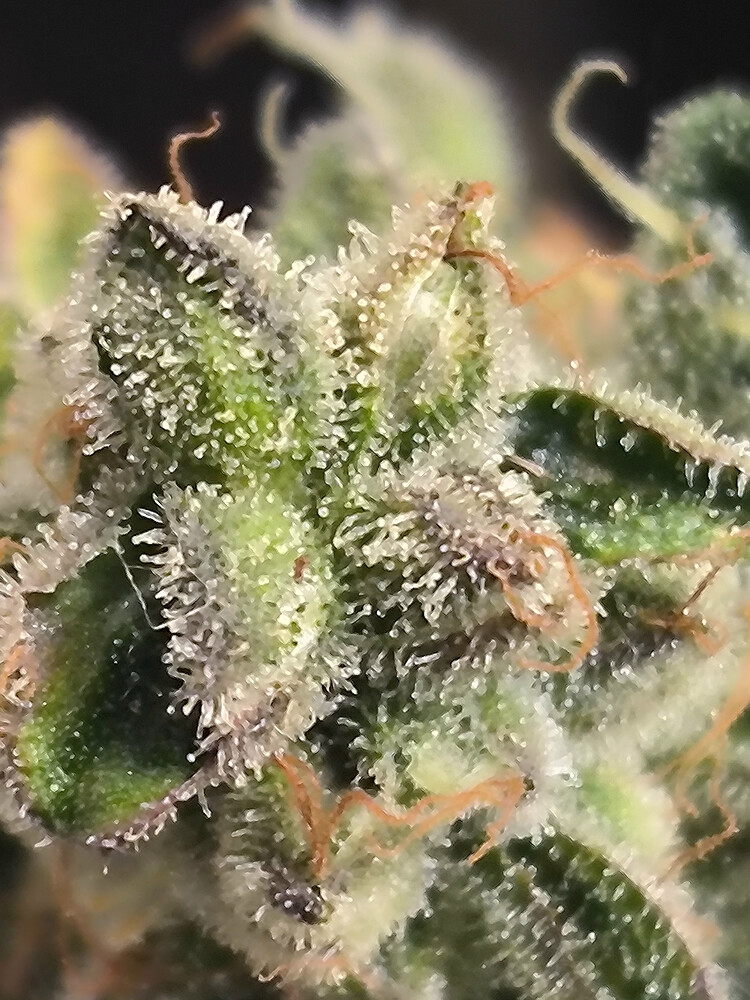 Growreport Bild 9