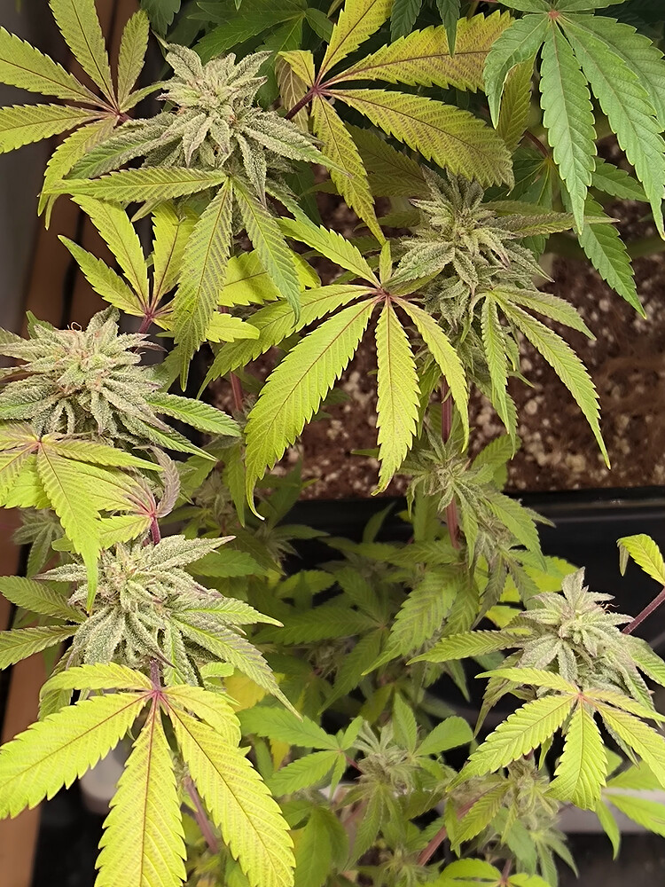 Growreport Bild 1