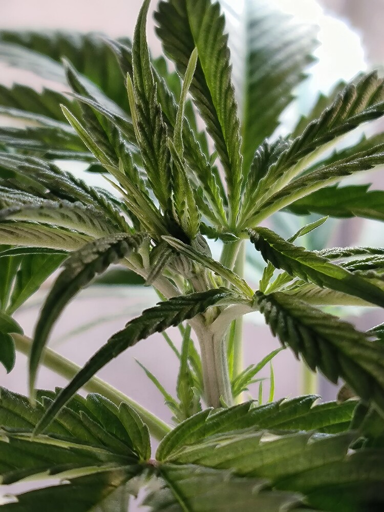 Nahaufnahme des oberen Wachstums einer Cannabispflanze mit jungen Blättern und Stängeln, die sich nach oben krümmen.