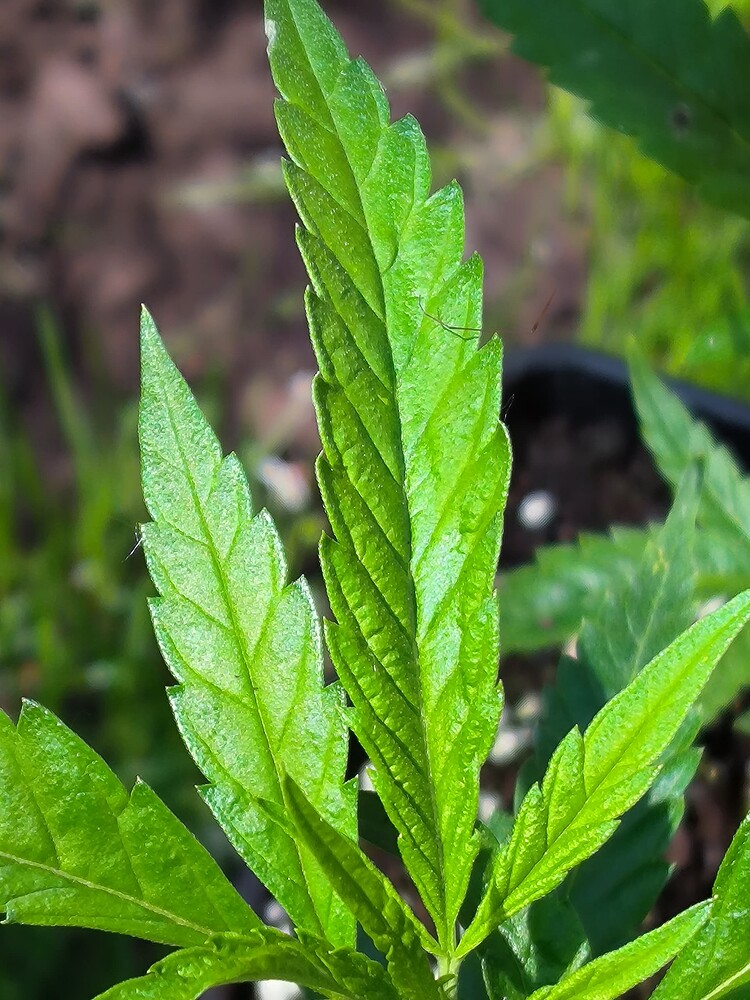Nahaufnahme eines jungen Cannabisblattes mit ausgeprägten Blattadern und gezacktem Rand, im Hintergrund unscharf angedeutete Erde und andere Pflanzen.
