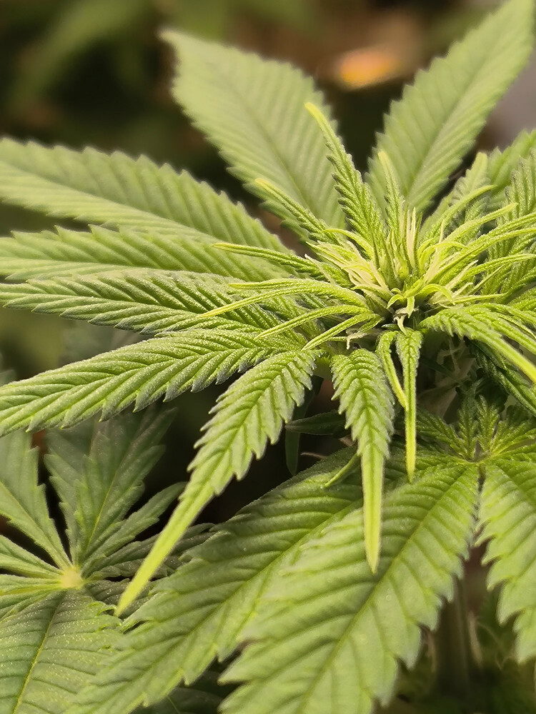 Nahaufnahme der Spitze einer Cannabis-Pflanze im frühen Blütestadium mit neuen Trichomen und kleinen Blütenansätzen, umgeben von großen, grünen Fächerblättern.