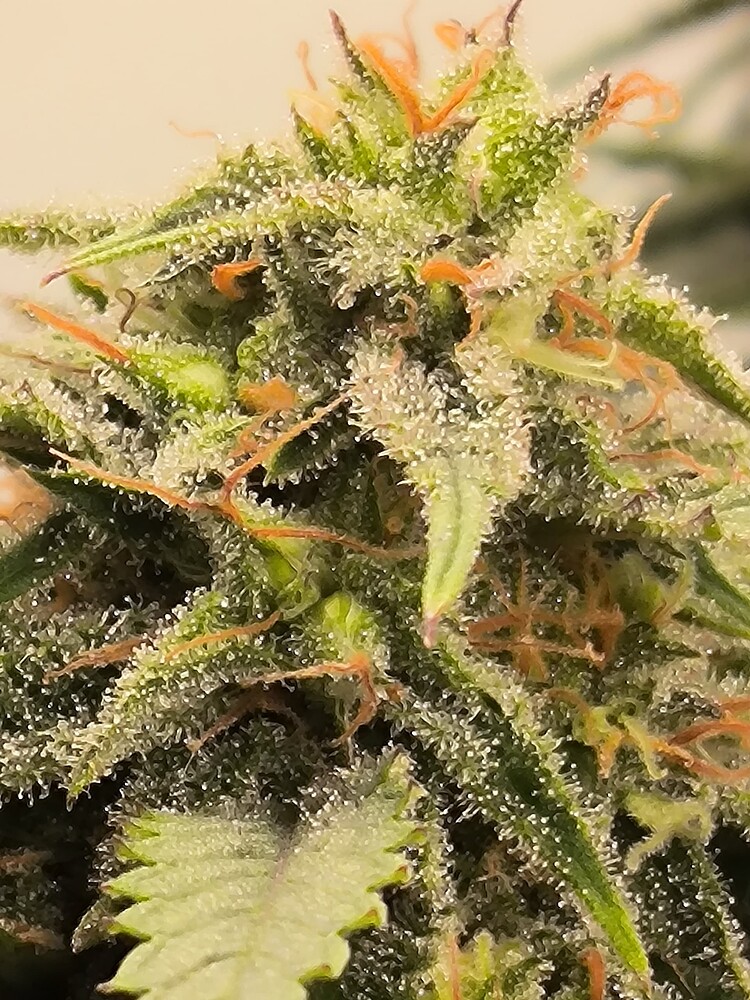 Nahaufnahme eines Cannabis-Buds mit vielen Trichomen und einigen orangefarbenen Stempeln.