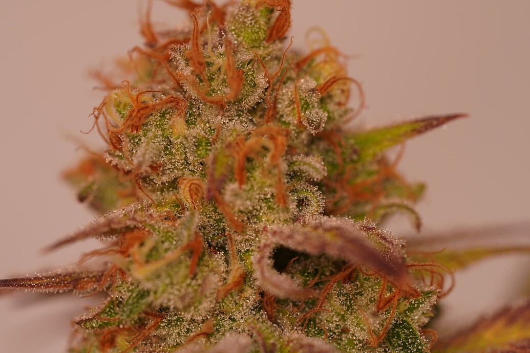 Growreport Bild 10