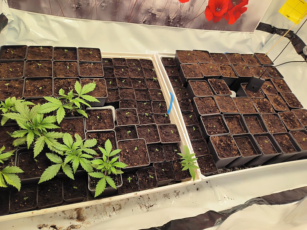 Mehrere kleine Cannabispflanzen in Töpfen, einige davon sind bereits größer und haben mehrere Blätter, während andere noch als Sämlinge sichtbar sind. Die Pflanzen stehen in zwei großen weißen Behältern auf einer weißen Unterlage.