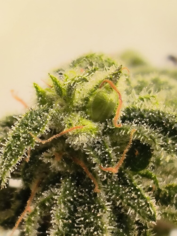 Growreport Bild 18