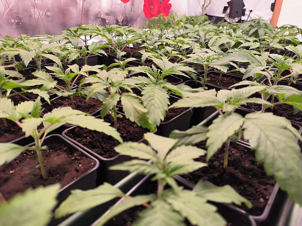 Viele junge Cannabis-Pflanzen in kleinen schwarzen Töpfen, die dicht nebeneinander in einer Reihe stehen. Die Pflanzen sind im frühen Wachstumsstadium mit mehreren Blattpaaren.