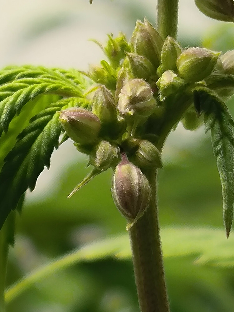 Growreport Bild 4