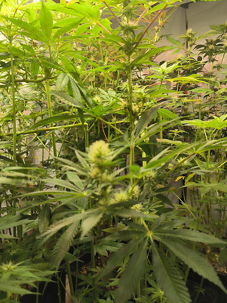 Growreport Bild 11