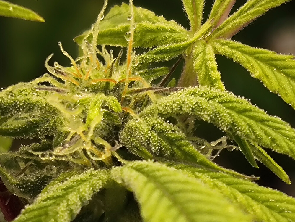 Growreport Bild 7