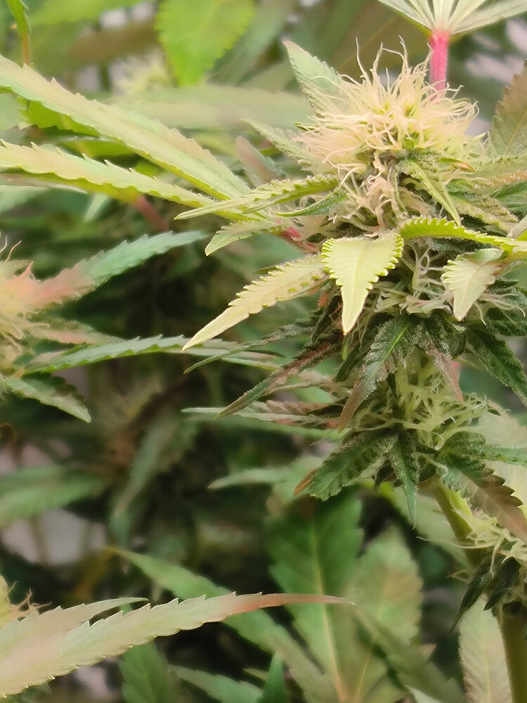 Growreport Bild 12