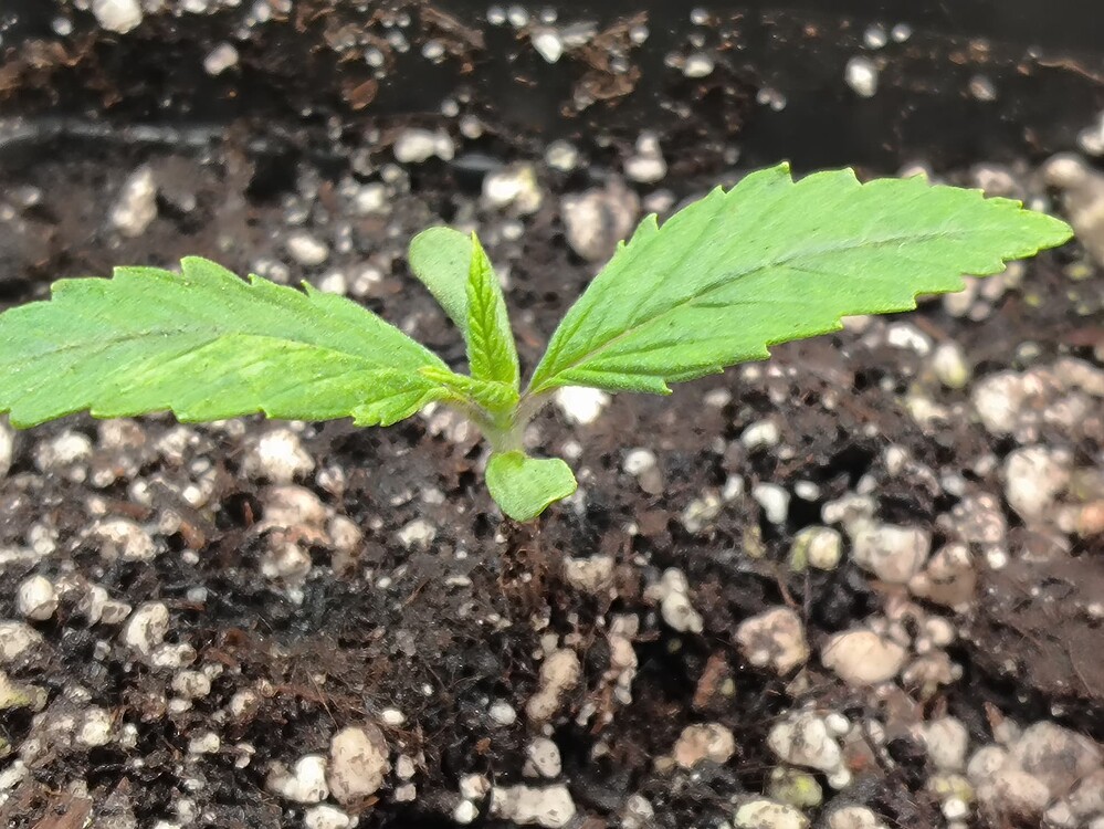 Eine junge Cannabis-Pflanze im Sämlingsstadium mit zwei Keimblättern und einem beginnenden Blattpaar, das aus der Mitte wächst, in dunkler Erde.
