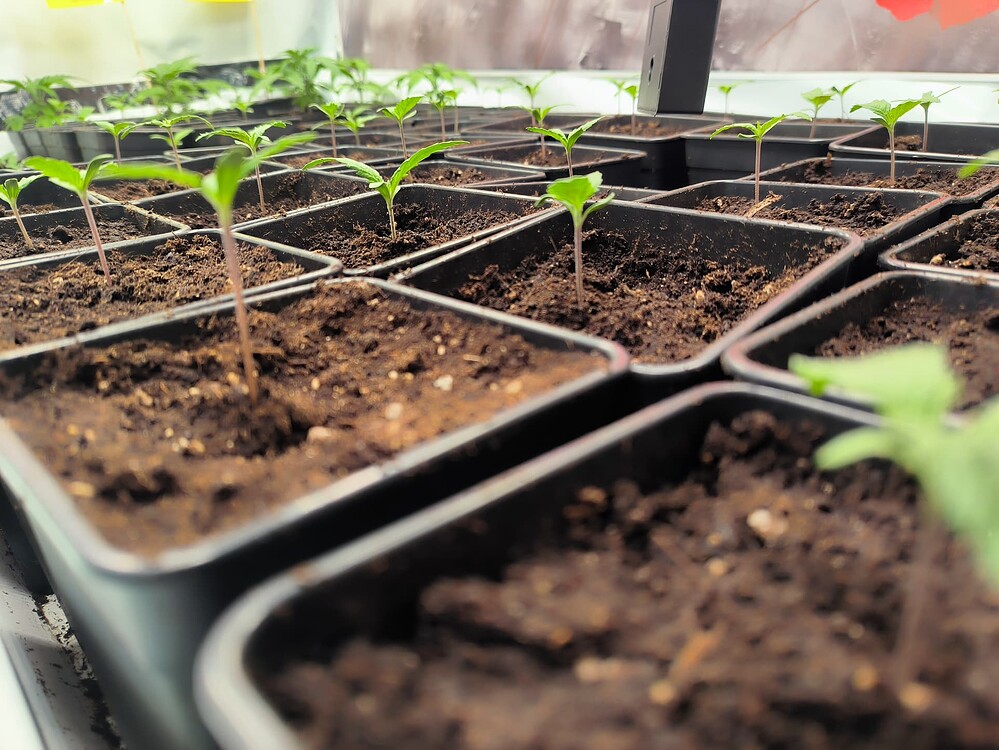 Viele junge Cannabis-Pflanzen in kleinen schwarzen Töpfen, die sich in der Wachstumsphase befinden.