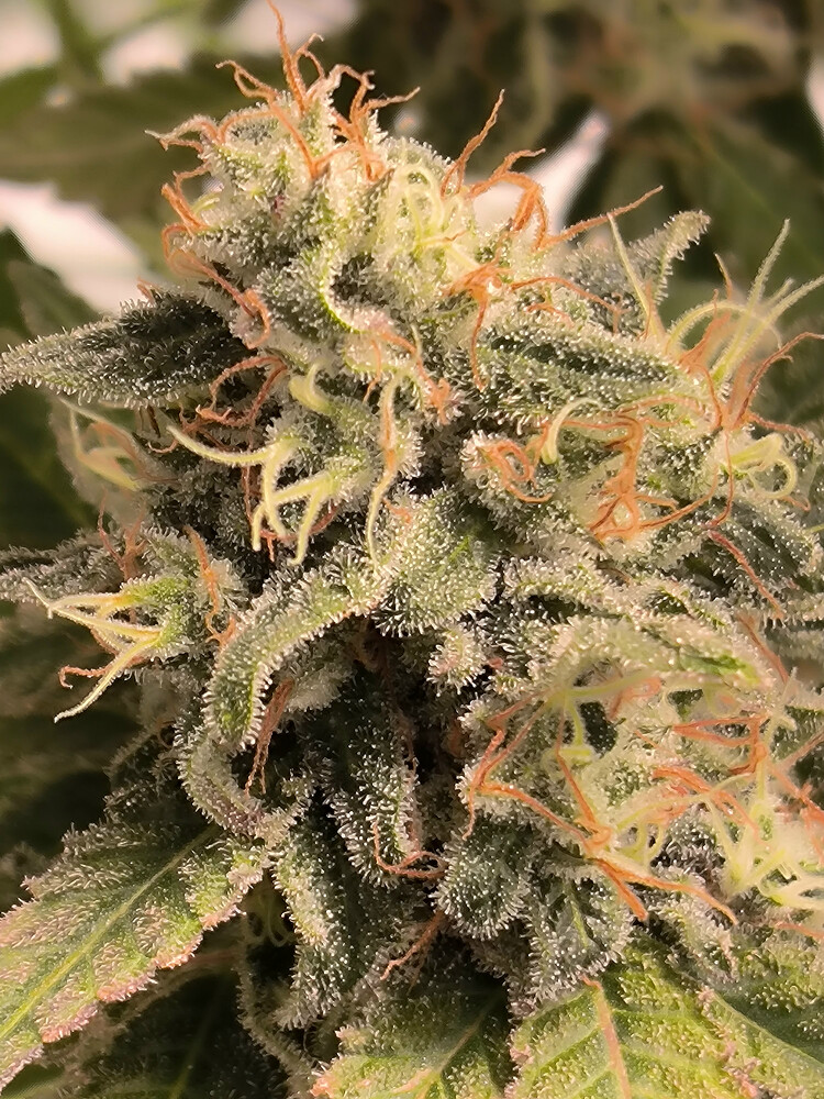 Growreport Bild 20