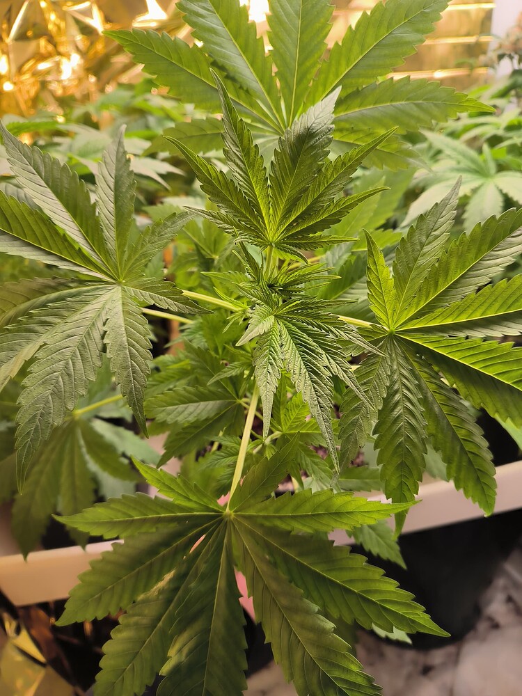 Eine junge Cannabis-Pflanze in der Wachstumsphase, mit mehreren großen, fächerförmigen Blättern und neuen Trieben an der Spitze.