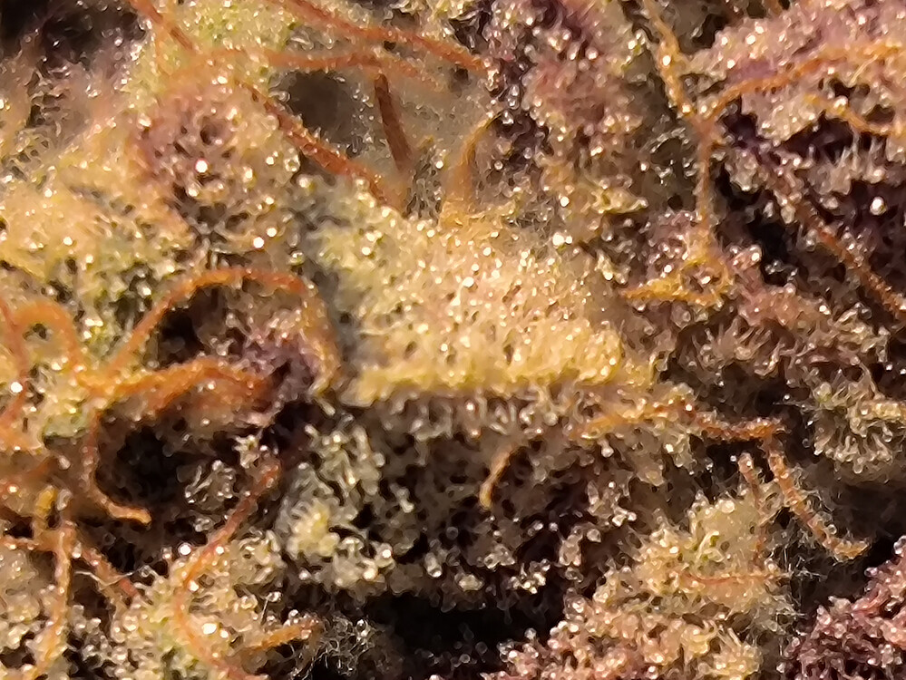 Growreport Bild 26