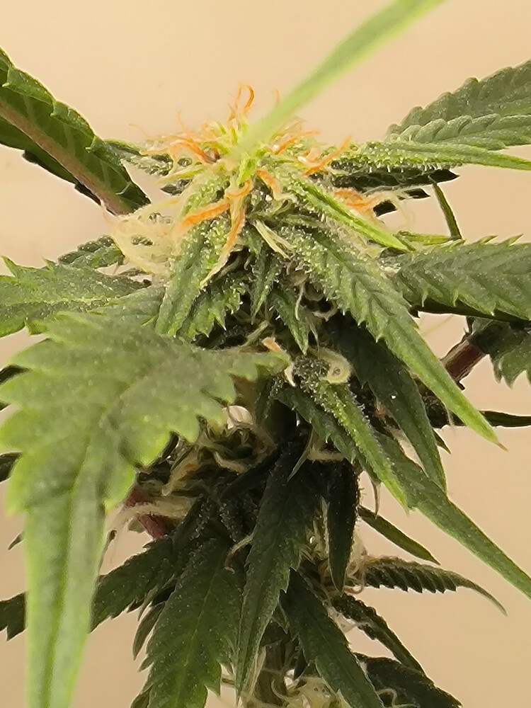 Growreport Bild 9