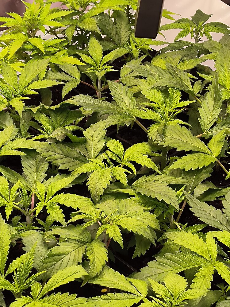 Mehrere junge Cannabis-Pflanzen in der Wachstumsphase, dicht beieinander stehend unter einer Lampe.