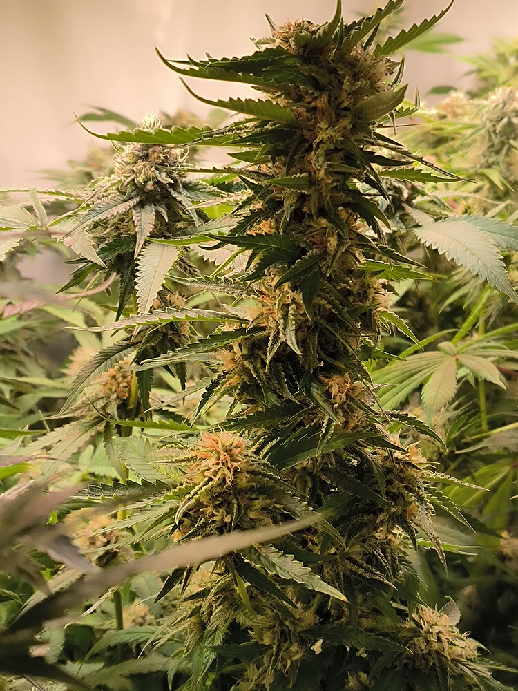 Growreport Bild 6