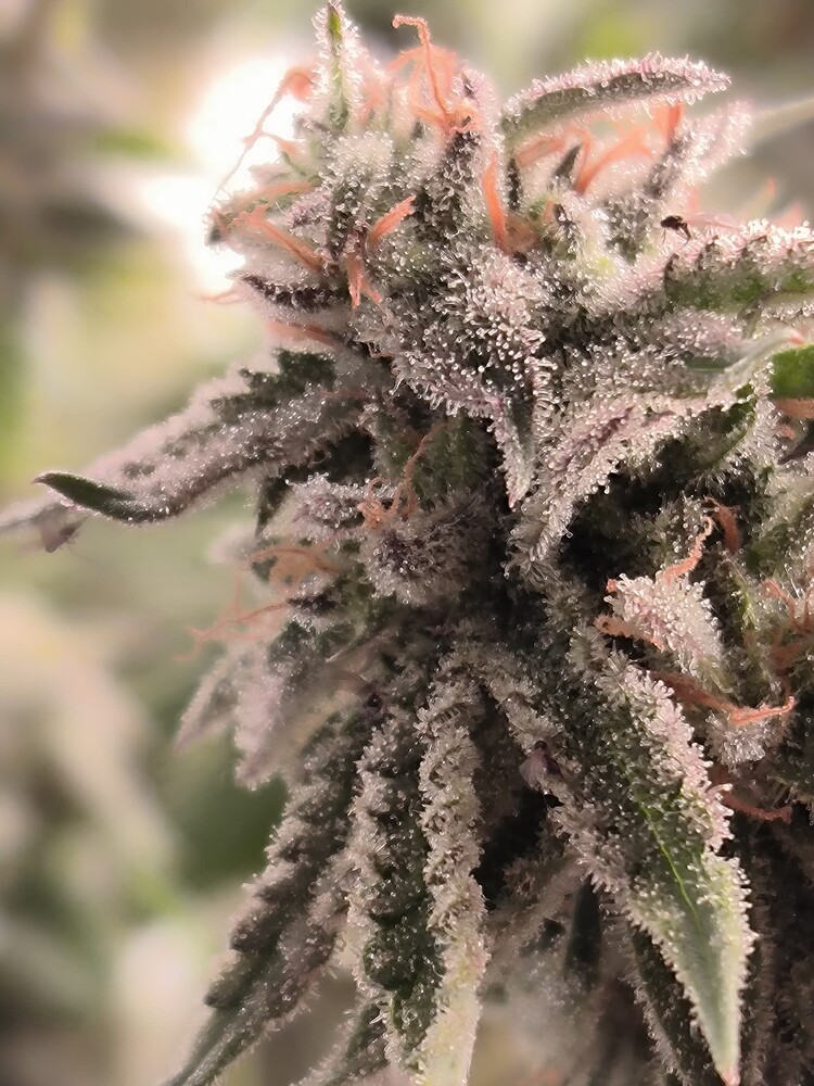 Growreport Bild 7
