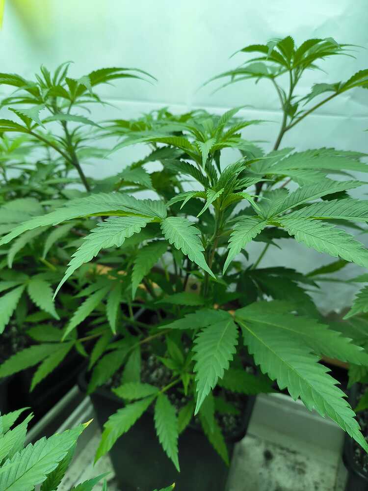 Growreport Bild 1