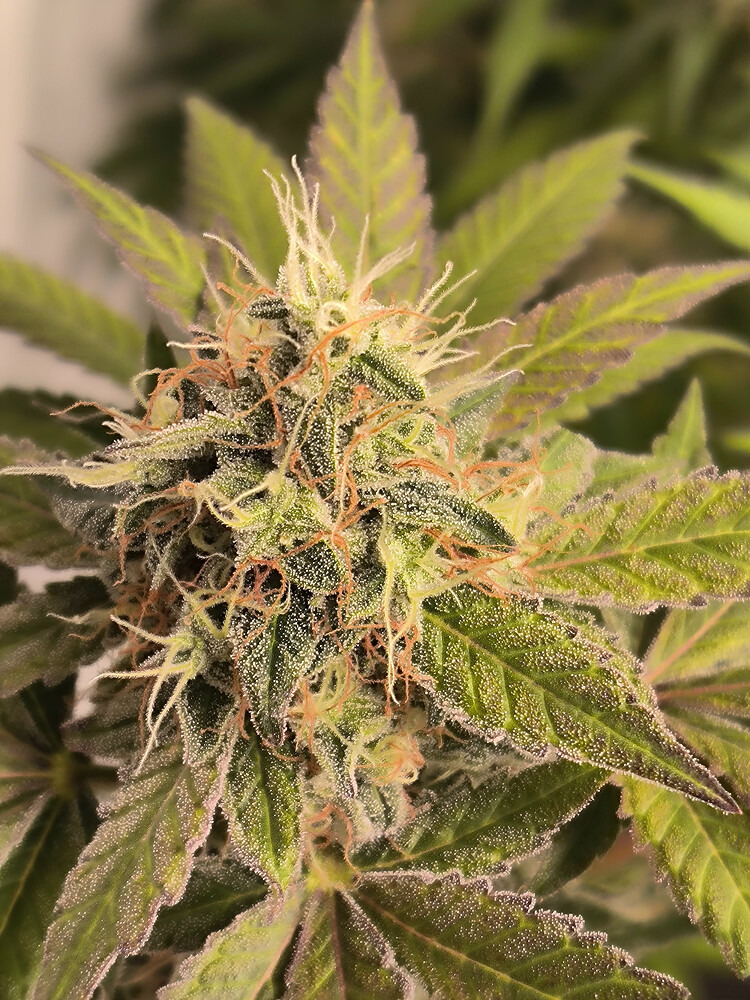 Growreport Bild 19
