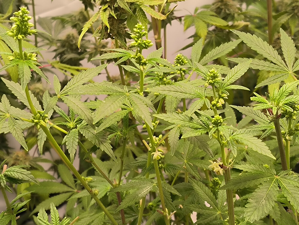 Growreport Bild 9