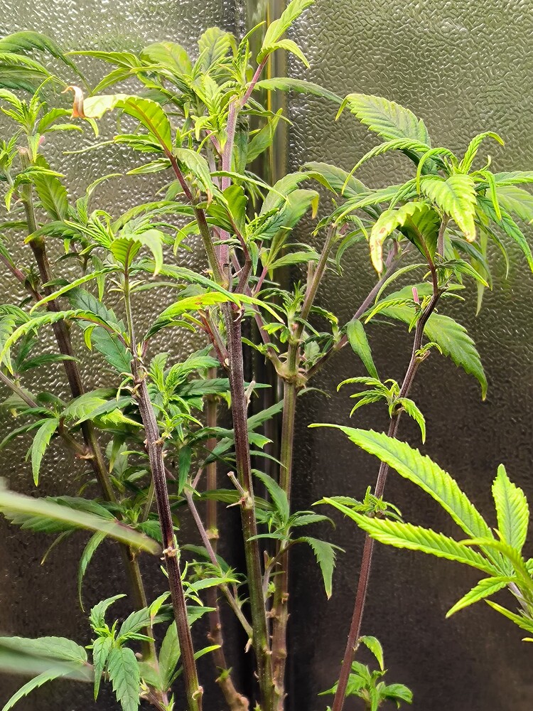 Eine junge Cannabis-Pflanze mit mehreren Stämmen und grünen Blättern, die sich in der Wachstumsphase befindet. Die Stängel sind dunkelrot gefärbt und die Blätter zeigen Anzeichen von Nährstoffmangel oder Verbrennungen.